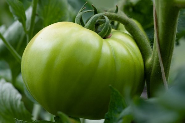 Green Tomatoes Wilder Farm 7047